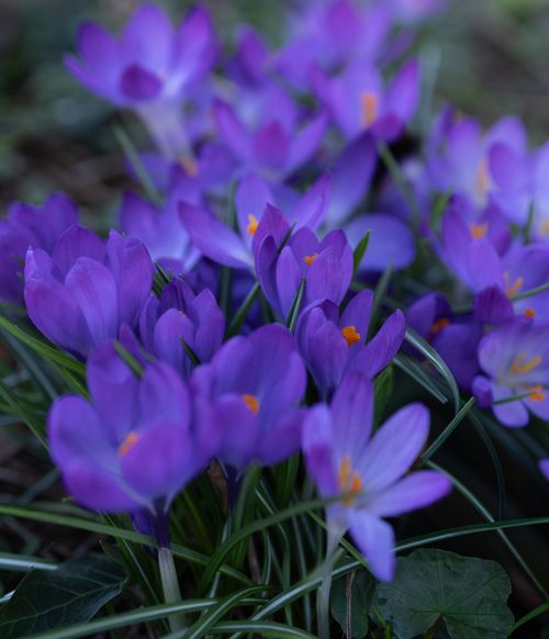 Free Close-up of vibrant purple crocus flowers blooming in springtime garden. Stock Photo
