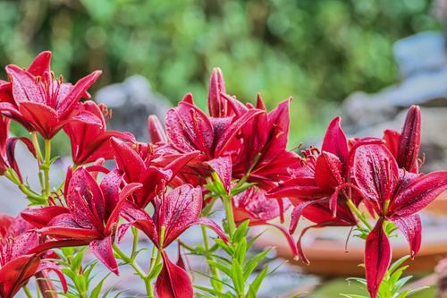 Free Bright red lilies in full bloom outdoors, showcasing their natural beauty and vibrant color. Stock Photo
