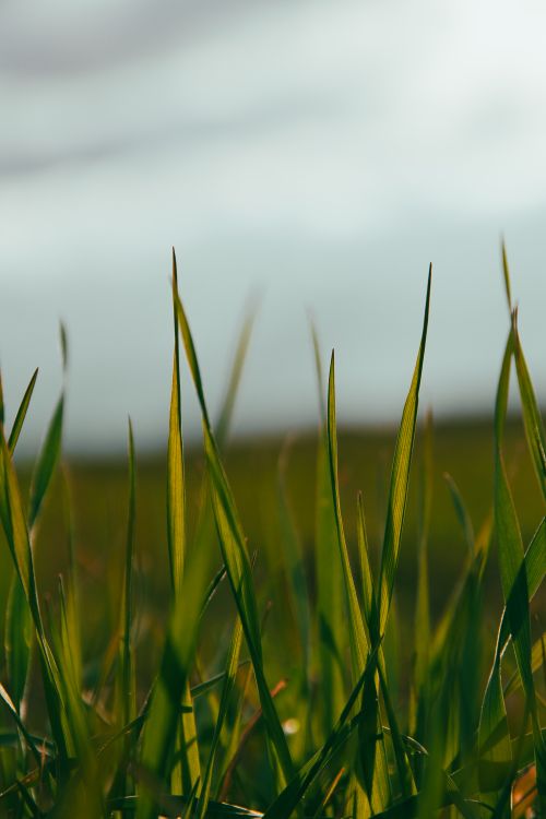 Free Serene close-up of vibrant green grass blades in natural sunlight, perfect for nature themes. Stock Photo