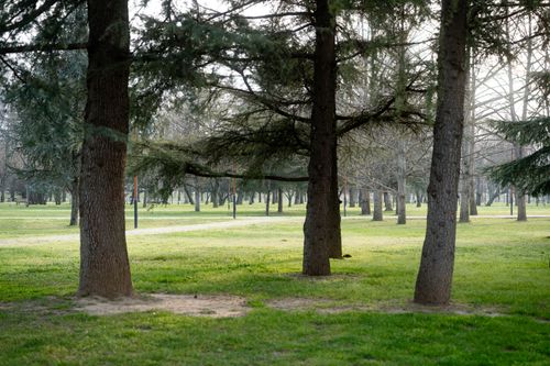 Free Peaceful park scene featuring tall trees and lush green grass on a sunny day. Stock Photo