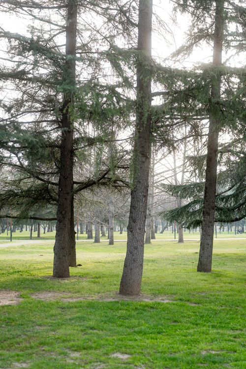Free Peaceful scene of a pine tree forest with fresh green grass during spring. Tranquil outdoor setting. Stock Photo