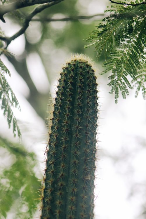 Free Detailed view of a tall cactus surrounded by green leaves, captured outdoors. Stock Photo