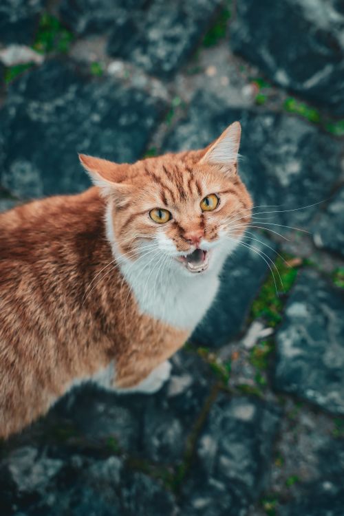 Free A ginger cat meowing on a cobblestone street in Korçë, Albania. Stock Photo