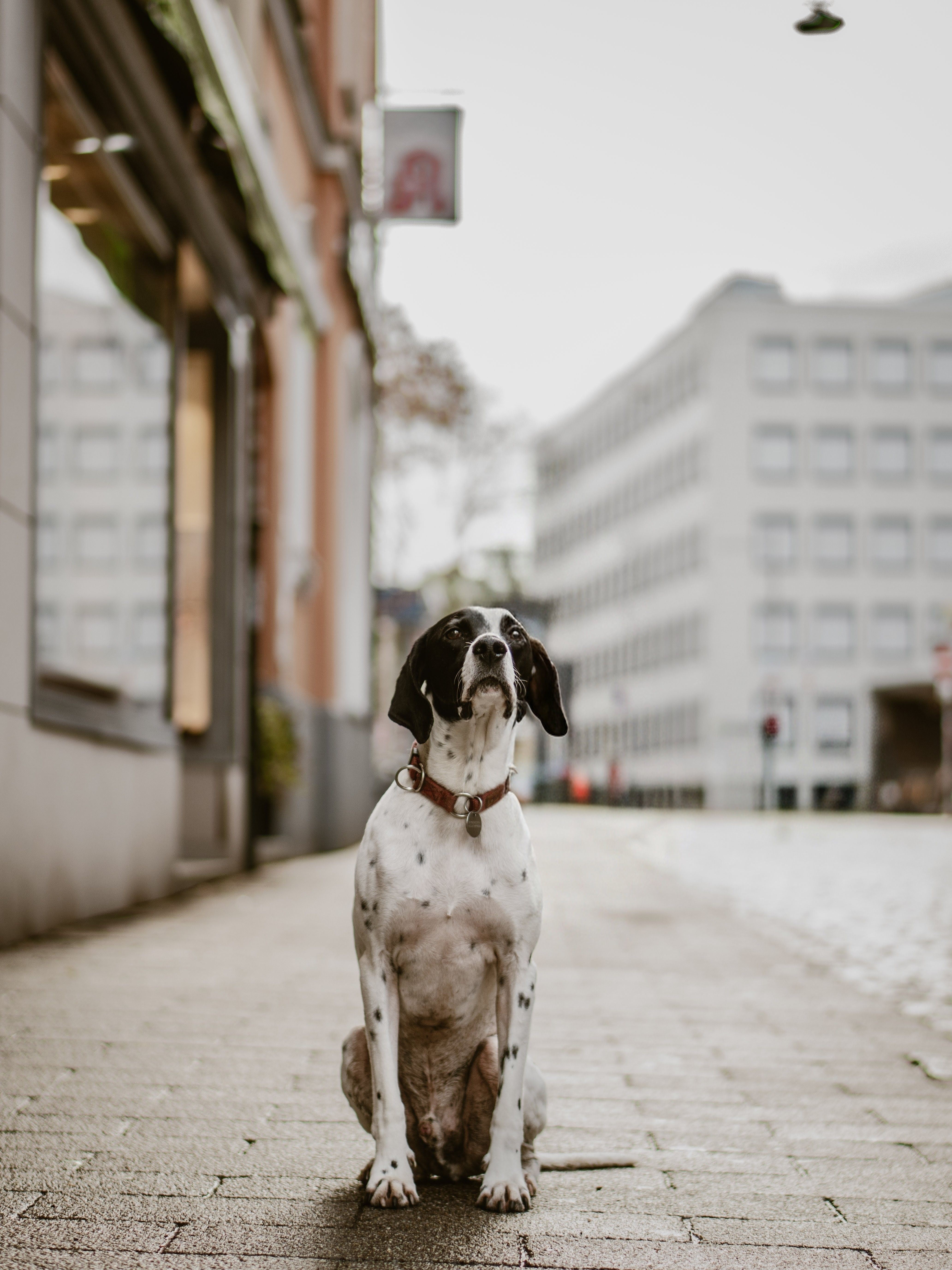 A black and white dog sits calmly in an urban street on a cloudy day.