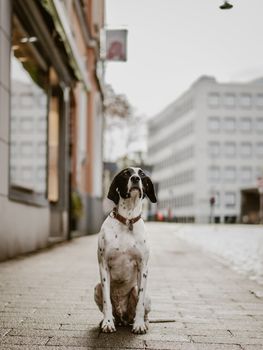A black and white dog sits calmly in an urban street on a cloudy day.