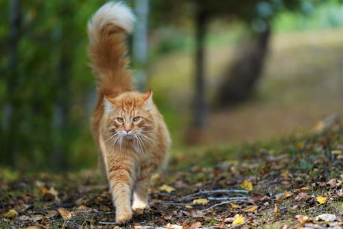 Orange Tabby Cat on Walking