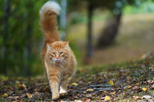 一只毛茸茸的橙色虎斑猫自信地走在阳光明媚的森林里