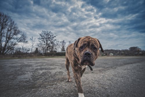 Free stock photo of bulldog, cloudy sky, dog