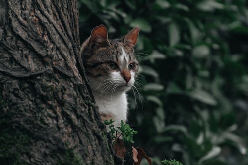 Free A tabby cat peeking behind a tree amid lush green foliage, conveying curiosity. Stock Photo