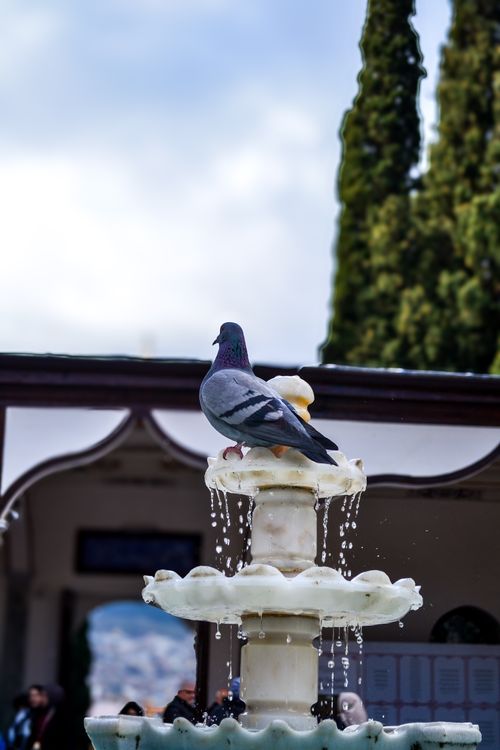 Free A pigeon perched on a decorative marble fountain in a serene courtyard. Stock Photo