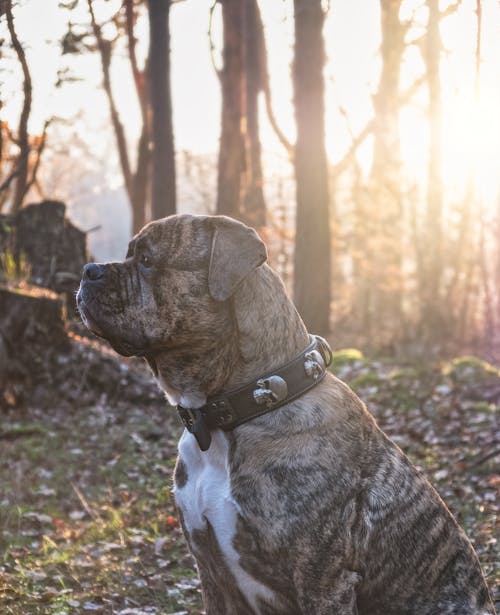 Free stock photo of best friends, bestfriend, dog