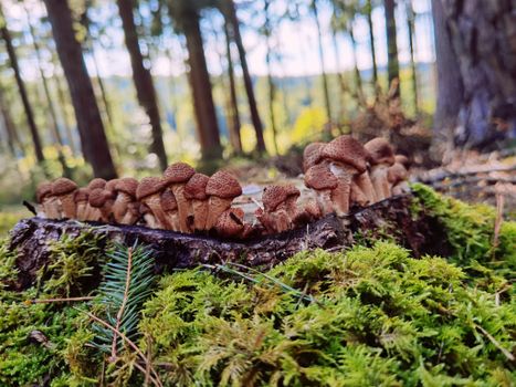 Cluster of mushrooms growing on a mossy stump in a sunlit forest setting.