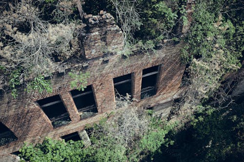 Free stock photo of forest, green, old building