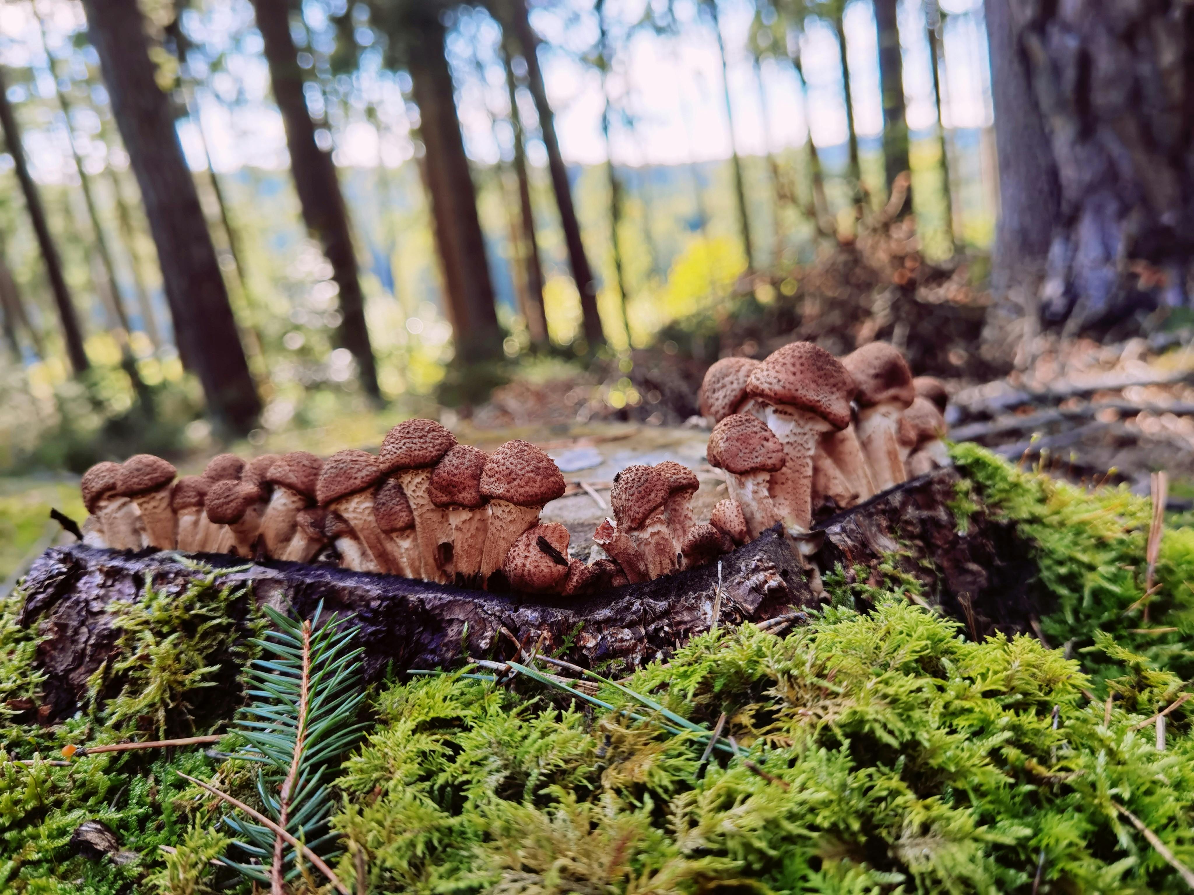 Senza di loro non c'è vita sulla Terra: cresce l'interesse per la conservazione dei funghi