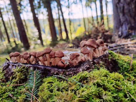 Close-up of mushrooms on a log surrounded by moss in a dense forest.