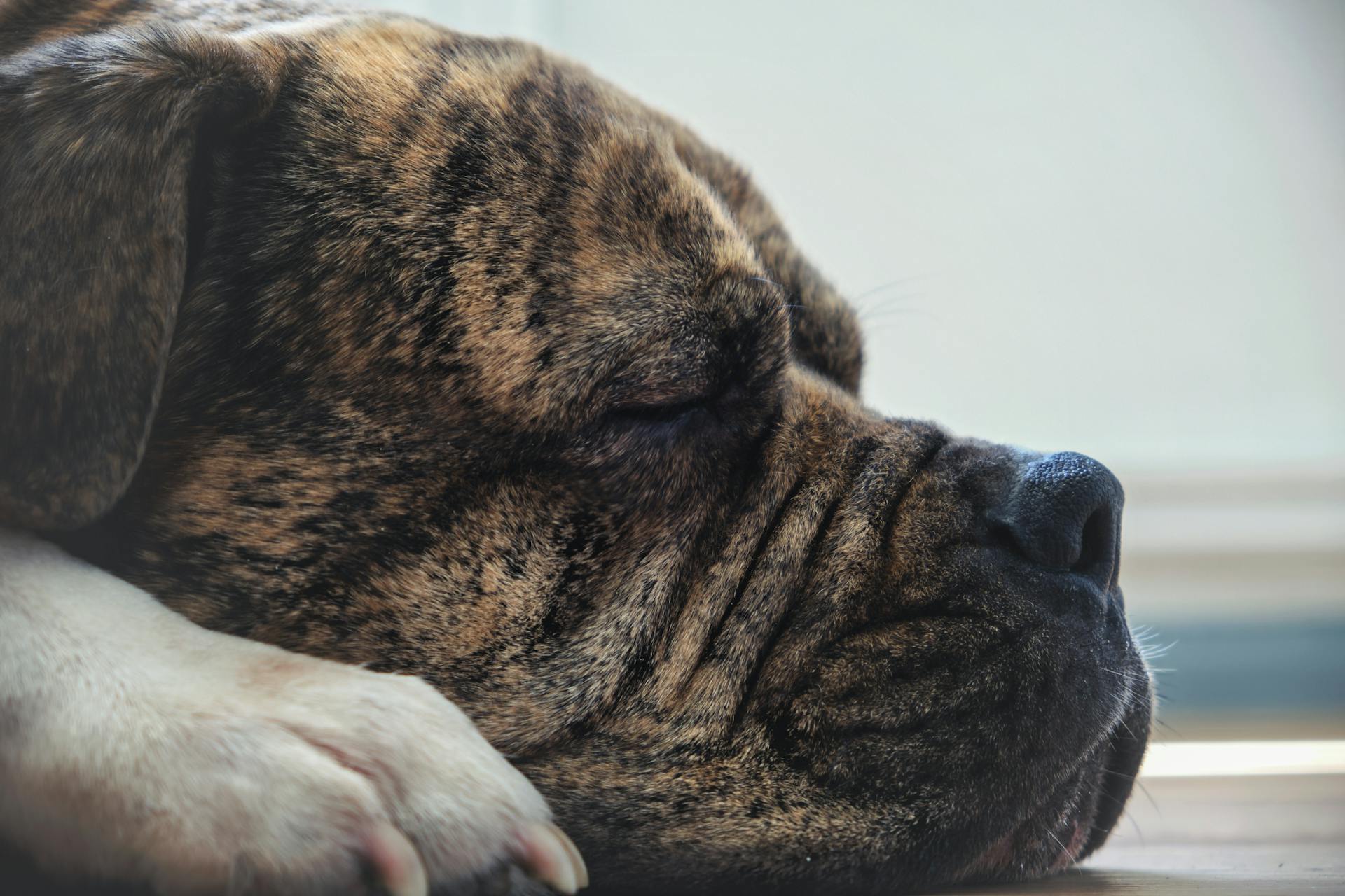 Brown and Black Short Coated Dog