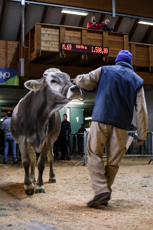 Uomo In Camicia Blu E Pantaloni Marroni In Piedi Accanto Alla Mucca