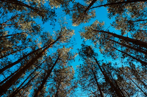 คลังภาพถ่ายฟรี ของ ต้นไม้, ท้องฟ้า, ป่า