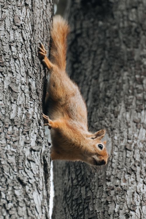 Free A squirrel climbing down a tree trunk, showcasing its agility and the natural texture of the bark. Stock Photo