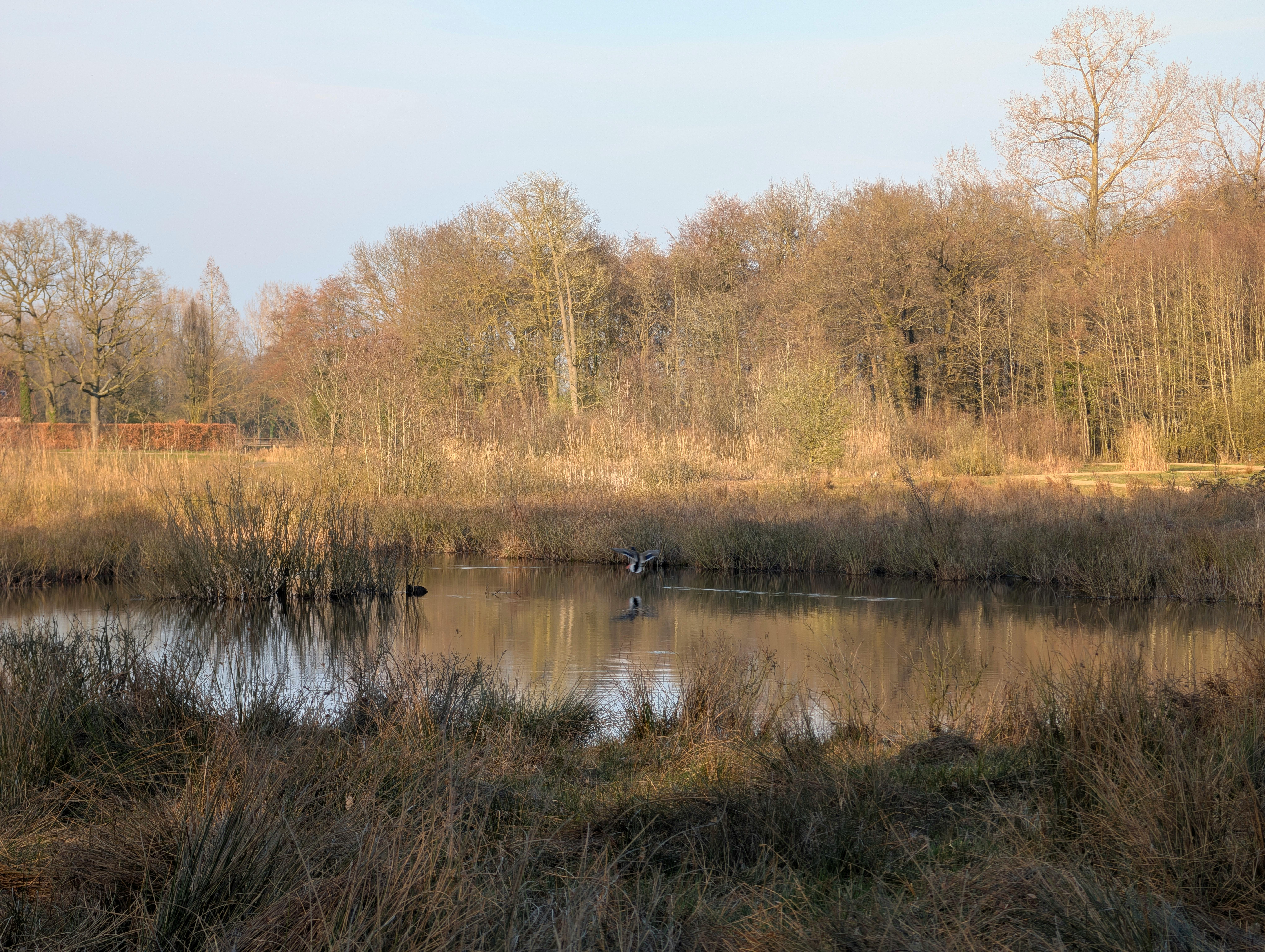 Peaceful landscape with a reflection of trees on a calm pond in an early spring setting.