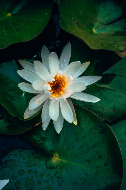 Free A serene white water lily with droplets, floating among lush green leaves. Stock Photo