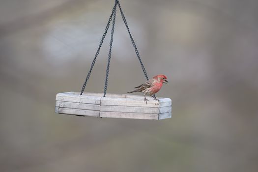 A house finch perched on a bird feeder in Canonsburg, Pennsylvania.