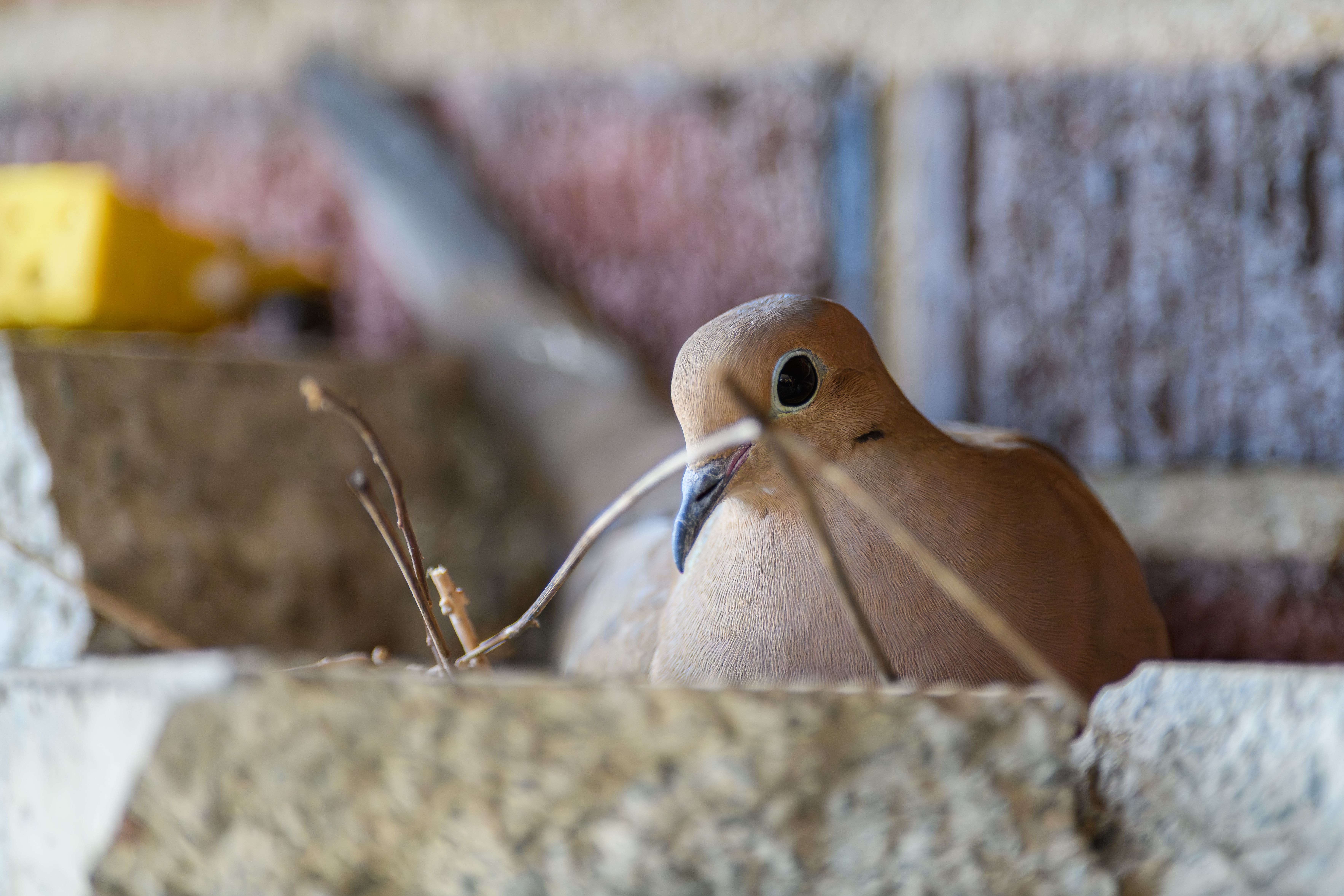 mourning doves their nest