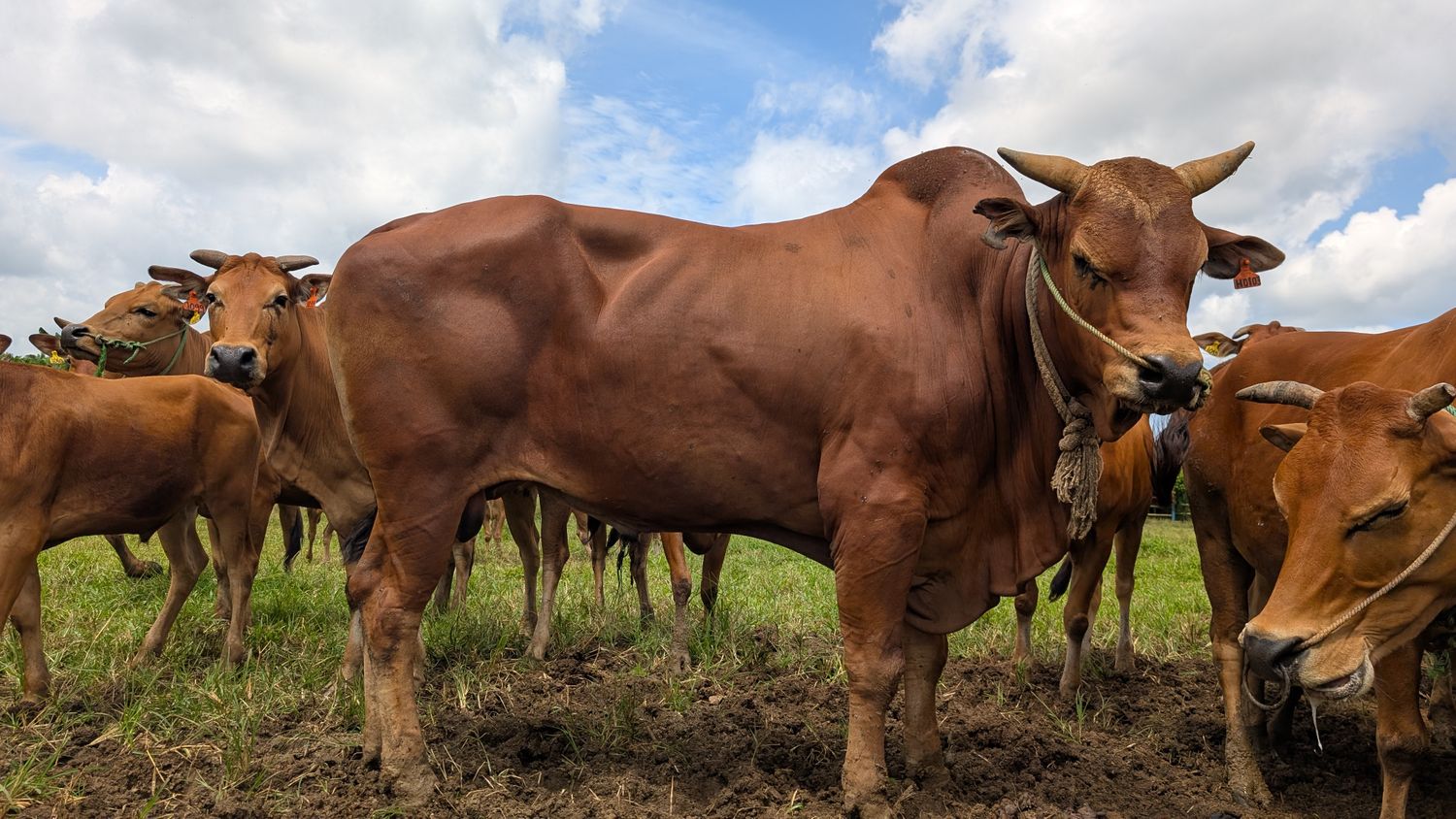 Asian Cow Photos, Download The BEST Free Asian Cow Stock Photos & HD Images