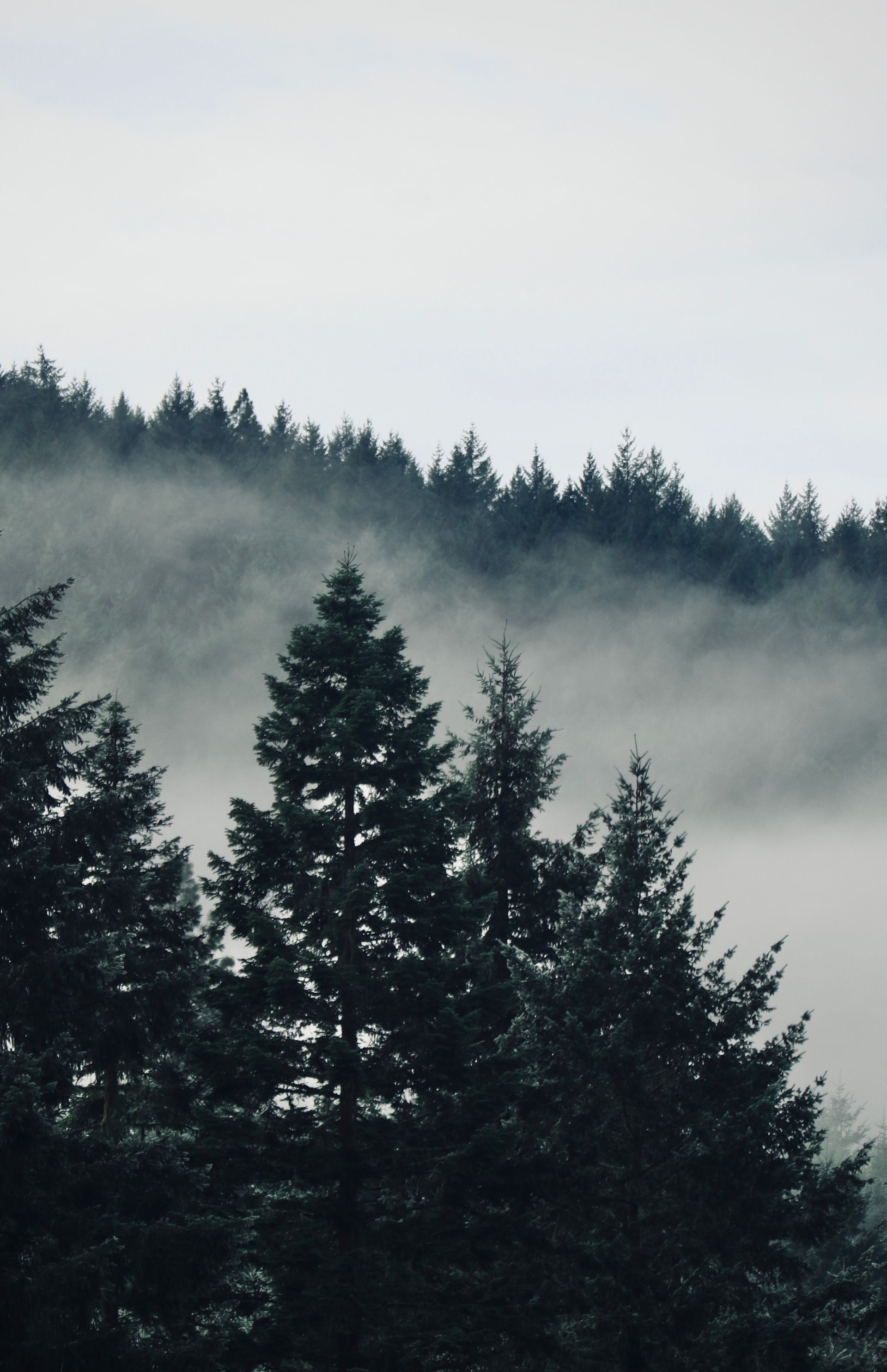 Misty evergreen forest