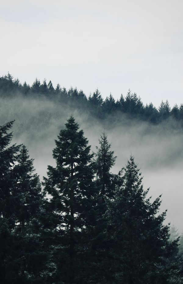 Dark evergreens shrouded in drifting fog — photo by Manda Walker on Pexels