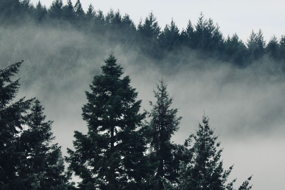 Moody misty forest with evergreen trees shrouded in fog — representing the depth and solemnity of psychedelic plant medicine traditions