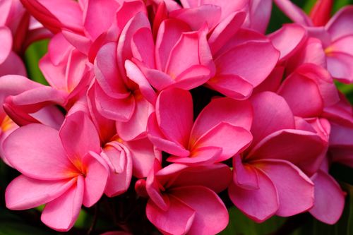 Free Close-up of vibrant pink Plumeria flowers in full bloom, highlighting their lush texture and rich colors. Stock Photo