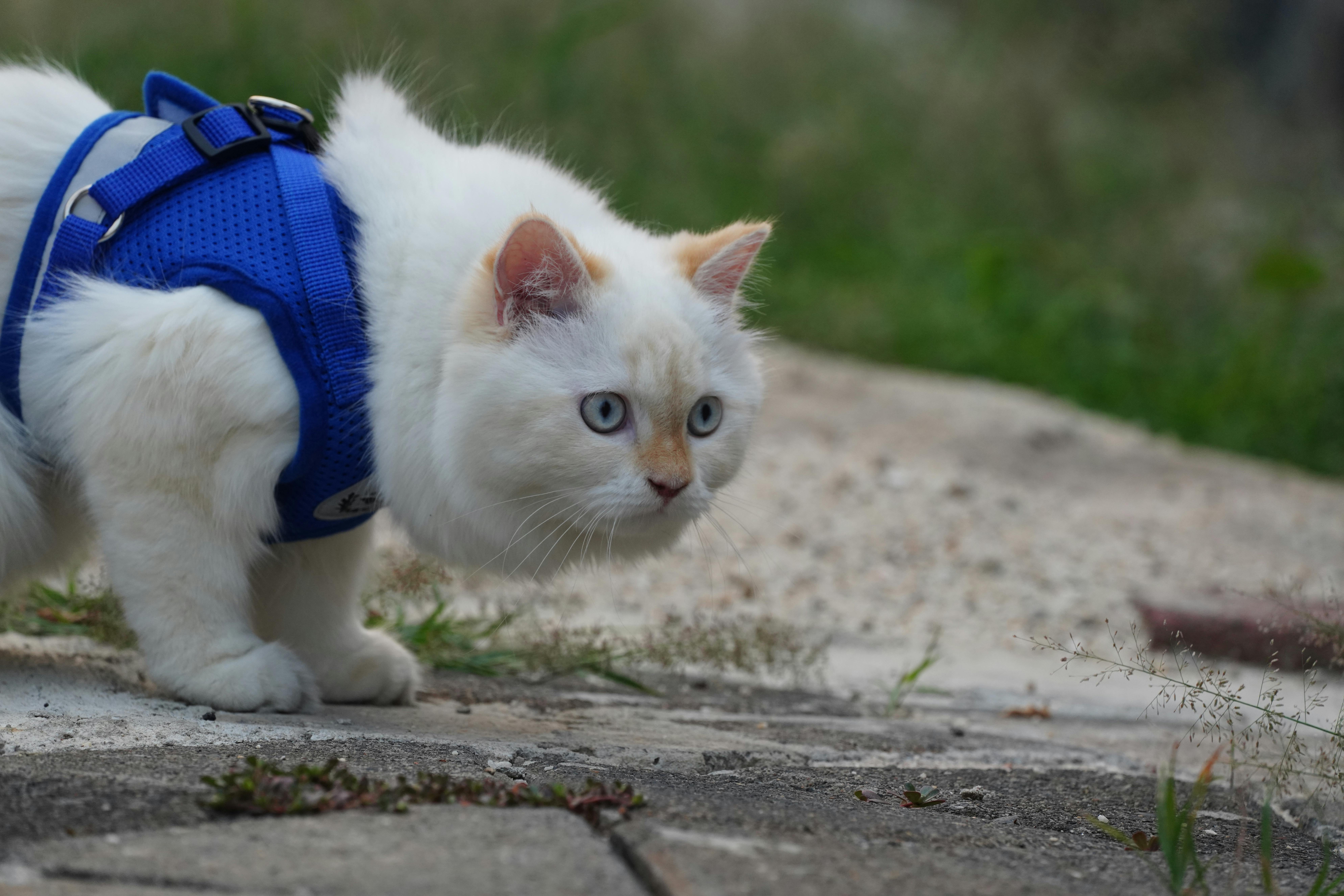pet care pet safety — Photo by hartono subagio on Pexels