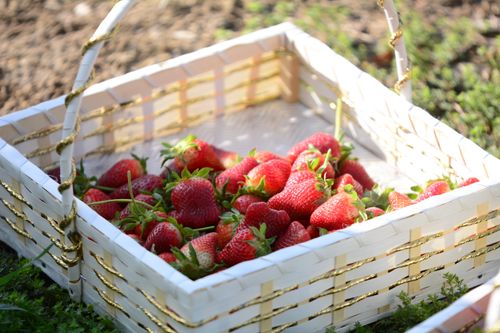 Free Vibrant strawberries fill a woven basket, capturing the essence of freshness. Stock Photo
