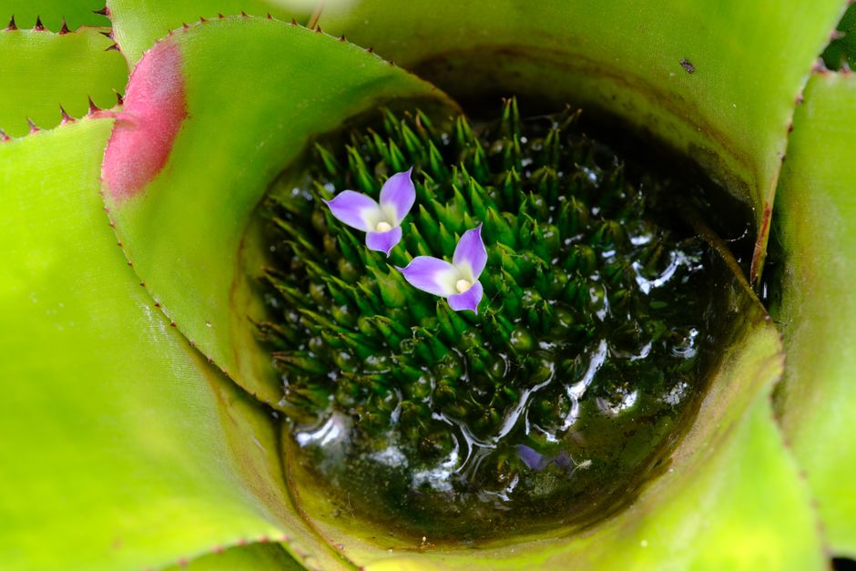 Fotomural Primer plano detallado del centro de una bromelia con pequeñas flores moradas que están brotando.