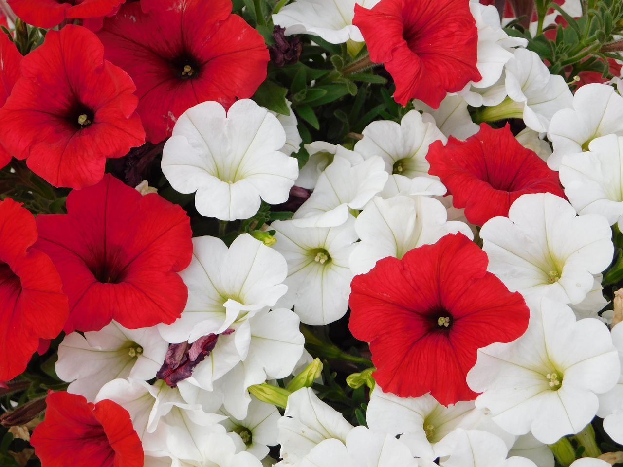 red-white-and-blue-flower-beds Red and white petunias blooming together in a garden bed