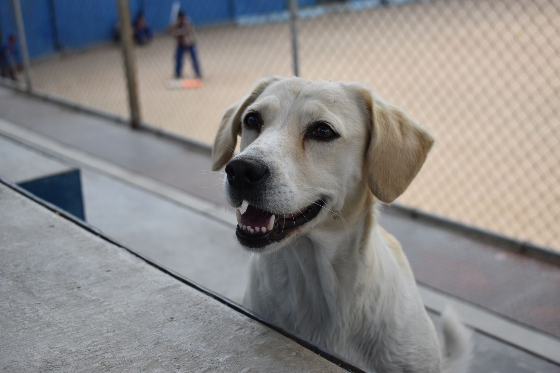 Healthcare and wellness consultation for a dog
