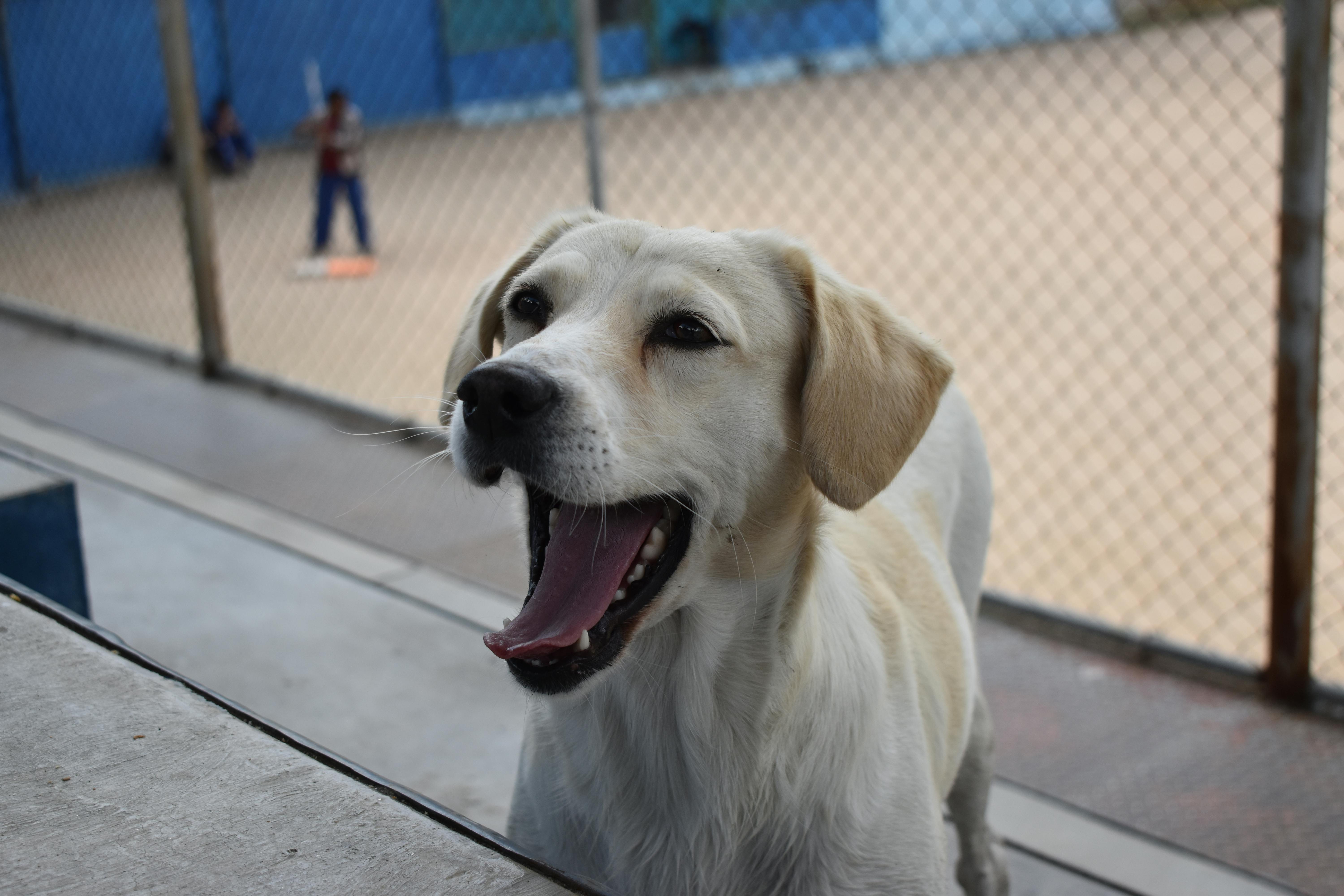 Adorable Labrador Retriever excitedly enjoying a baseball game behind a mesh fence.
