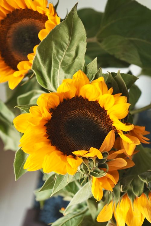 Free Close-up of vibrant sunflowers with bright yellow petals and green leaves in natural light. Stock Photo
