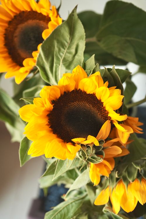 Free Close-up of bright sunflowers with lush green leaves in soft natural lighting, showcasing their vivid colors. Stock Photo