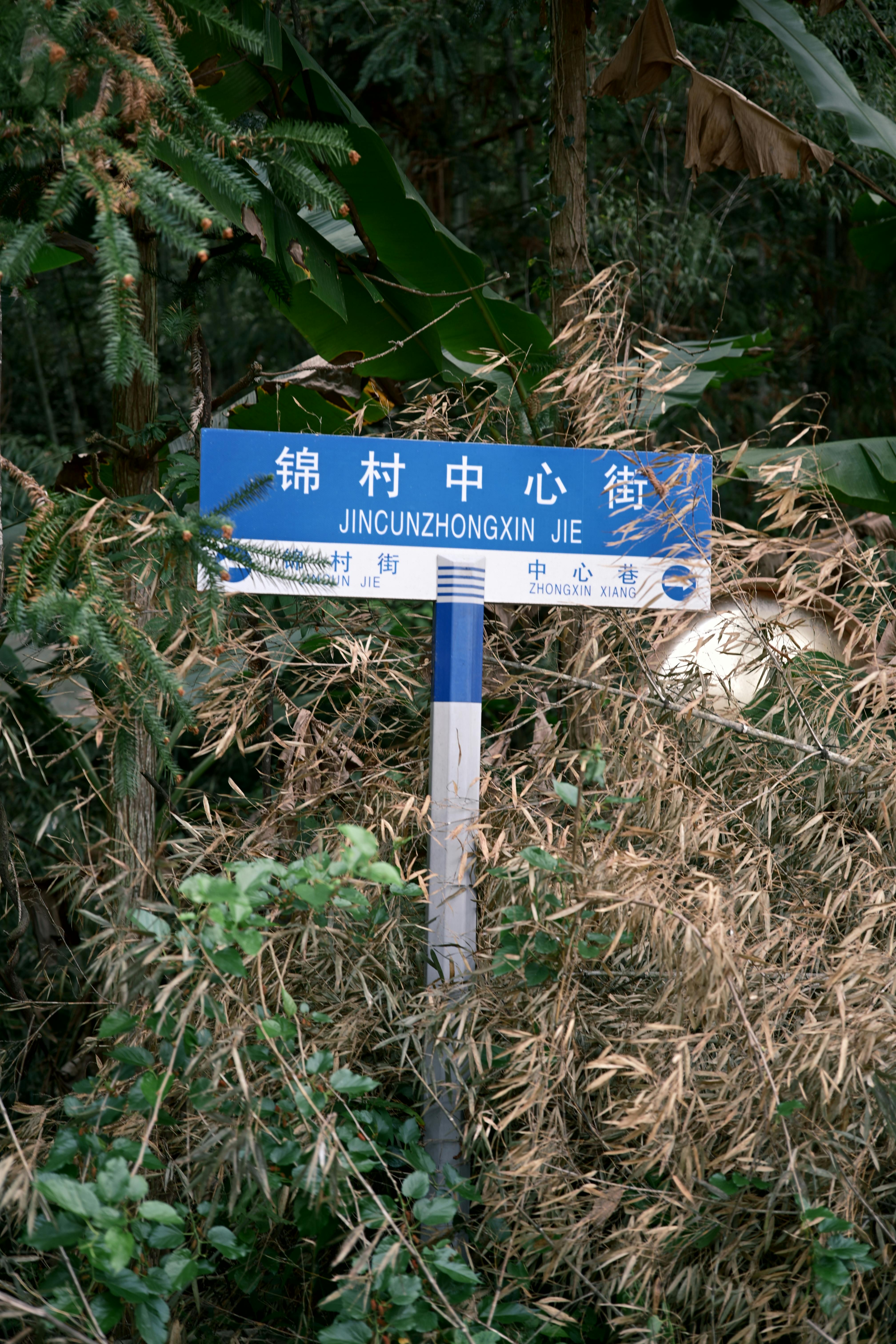 Jincunzhongxin Jie sign surrounded by dense forest foliage in Guangzhou, China.