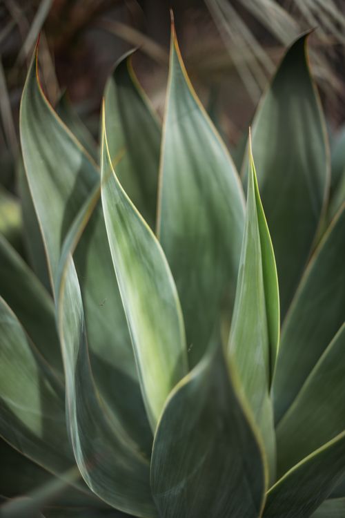 Free Detailed macro shot of green agave plant leaves showcasing spiky edges and natural texture. Stock Photo