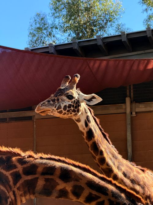 Free Close-up of a giraffe in a zoo enclosure on a sunny day. Stock Photo
