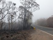 在澳大利亚新南威尔士州，一条雾气弥漫的道路两旁，环绕着光秃秃的烧焦树木