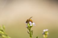 Honey Bee Pollinating Purple Flower in New South Wales
