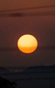 A breathtaking sunset scene with silhouetted birds flying across the vibrant orange sun.