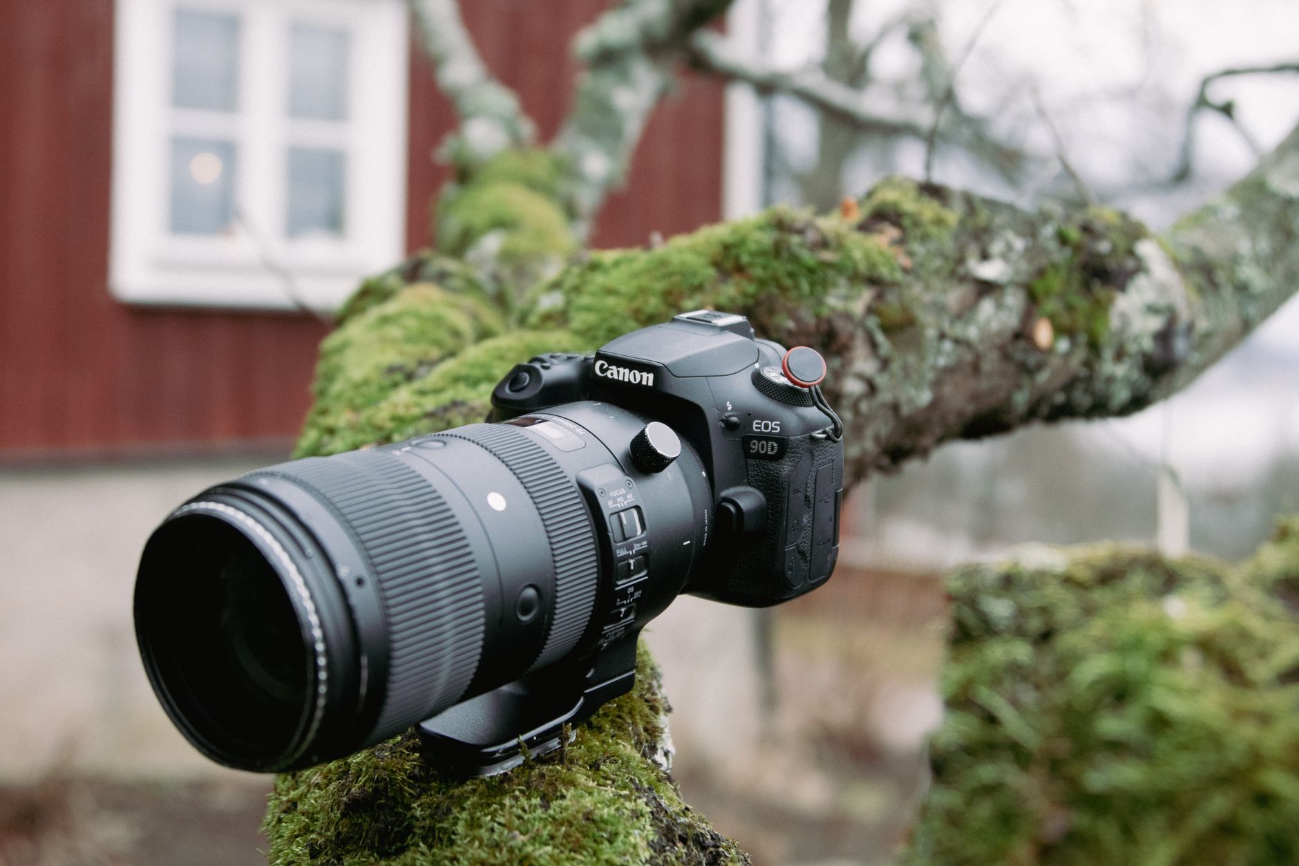 Canon EOS 90D DSLR camera placed on a moss-covered tree branch in an outdoor setting.