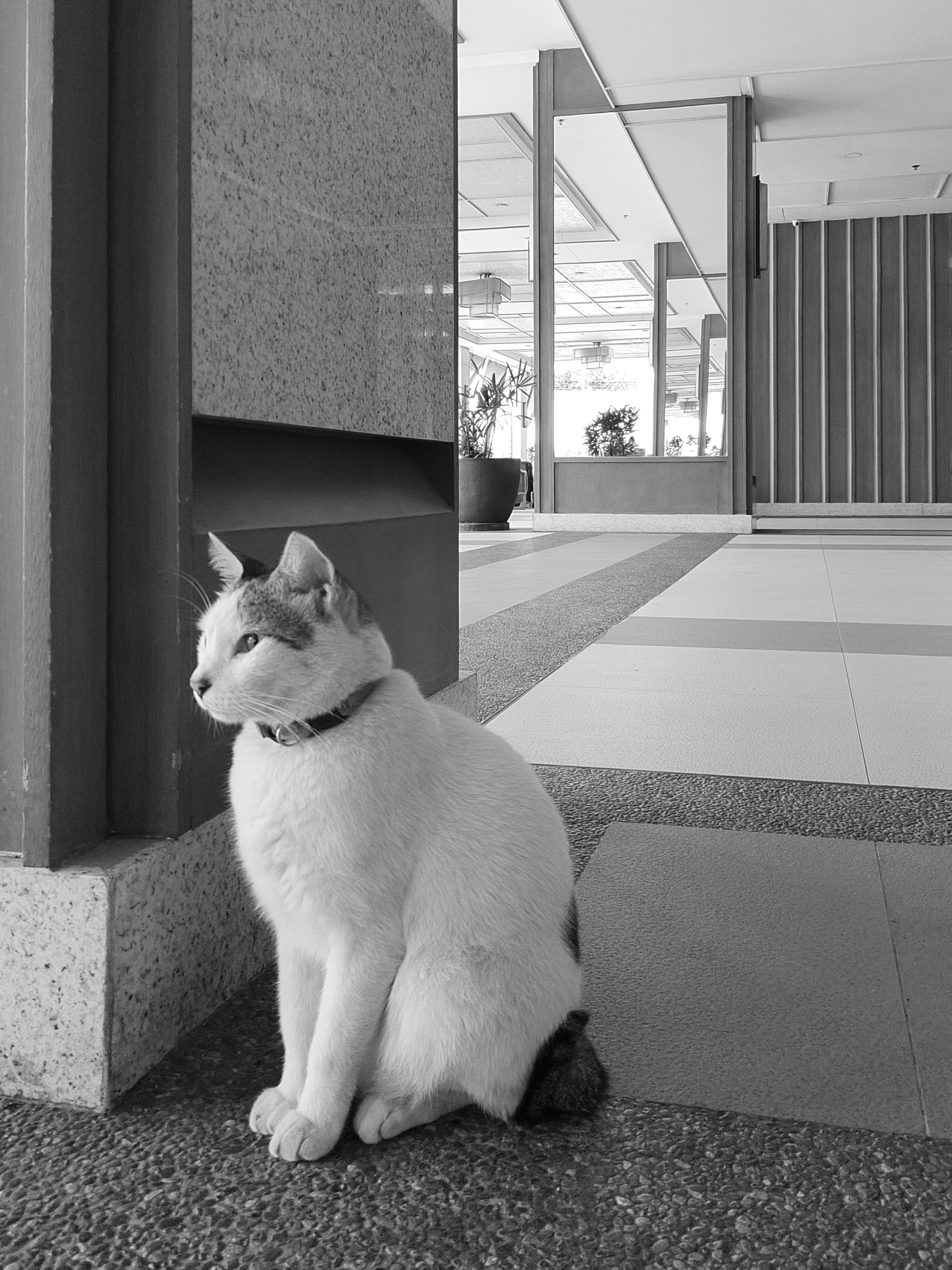 고양이 상
