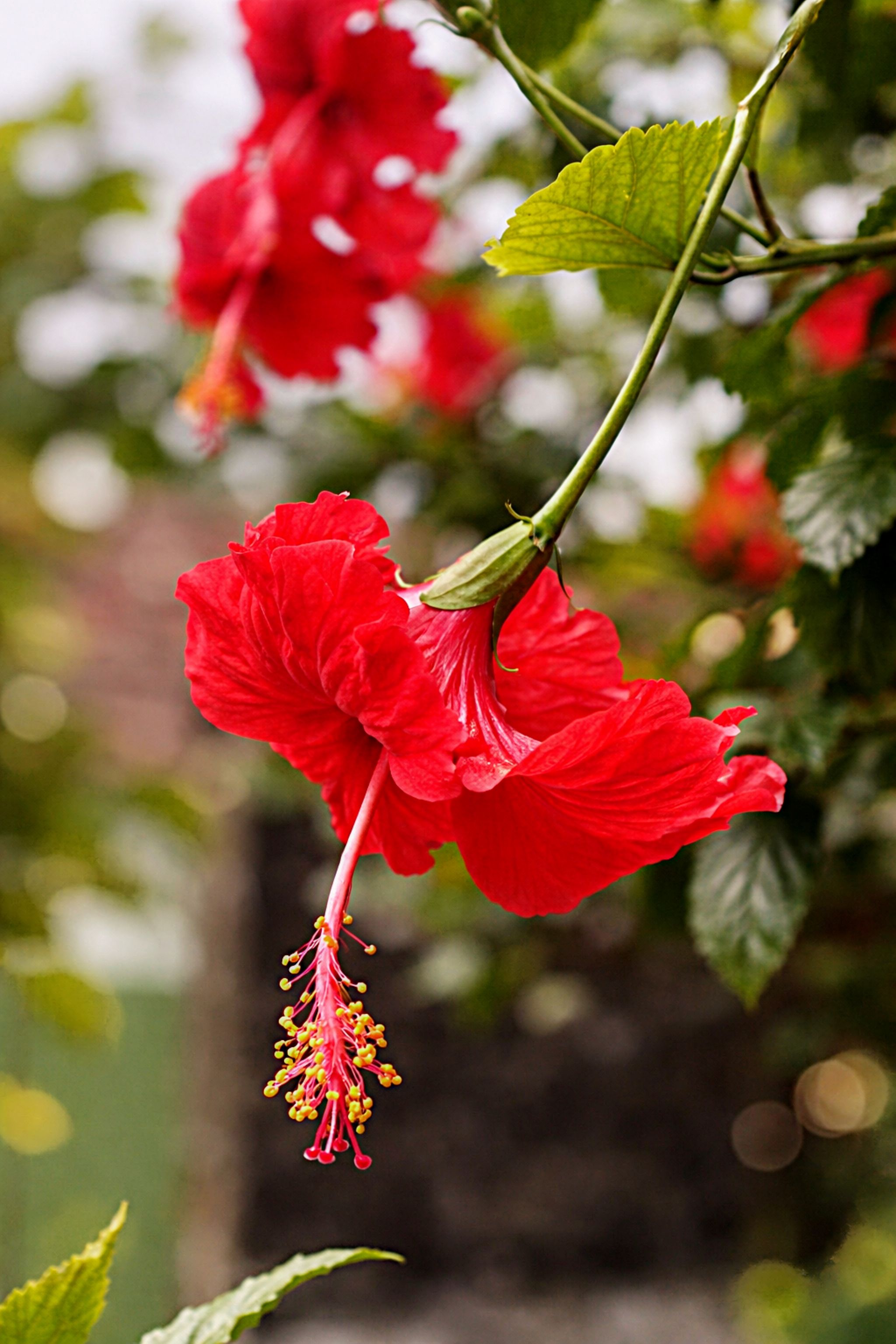 Vivid Red Hibiscus Flower in West Bengal · Free Stock Photo