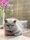 fat cat